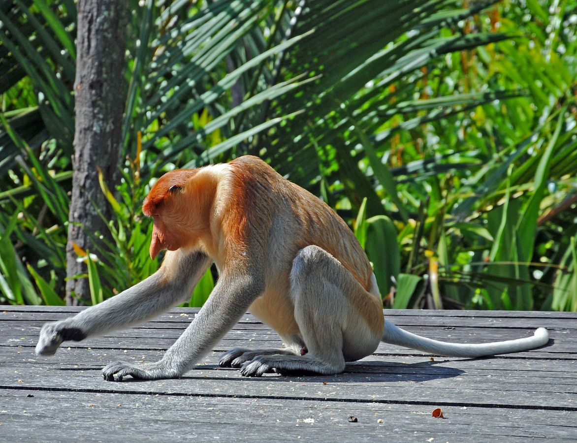 Trouble with my nose - Hasje Mousley (2)